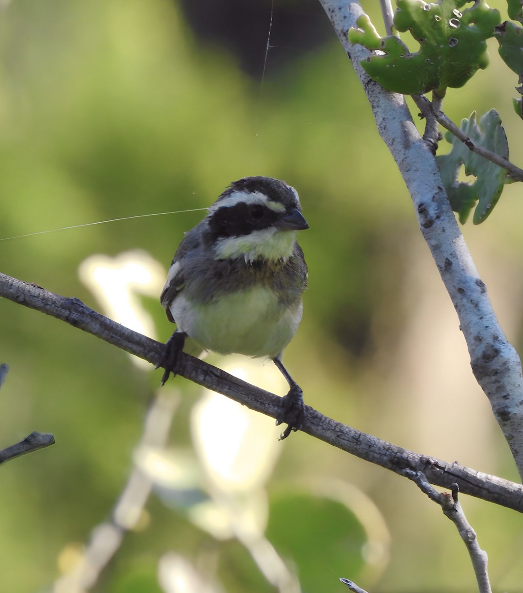 Ringed Warbling Finch - ML585371551