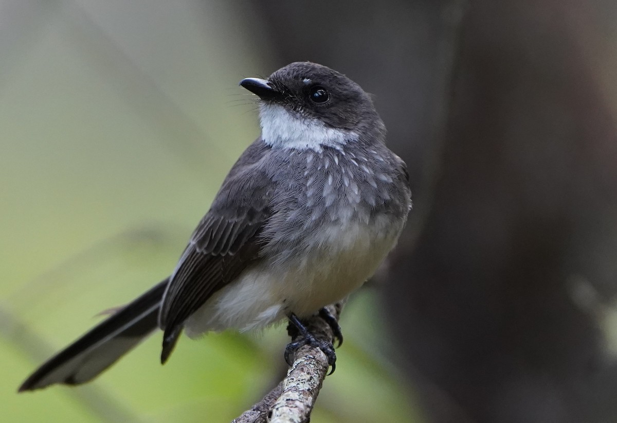 Northern Fantail - ML585371621