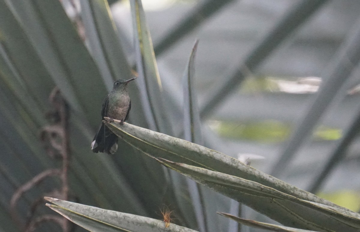 Scaly-breasted Hummingbird - tyler krul