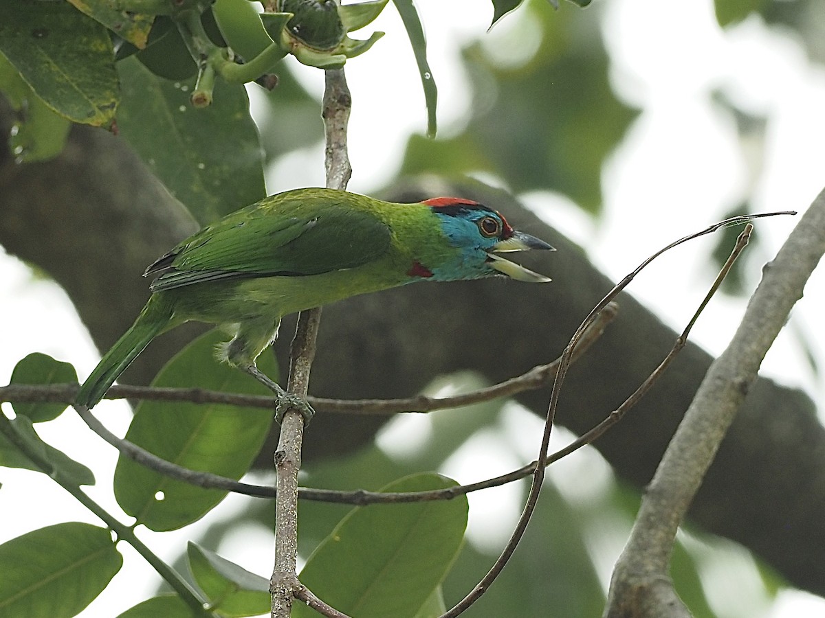 アオノドゴシキドリ（asiaticus） - ML585371831