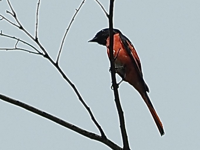 Scarlet Minivet (Scarlet) - ML585372331