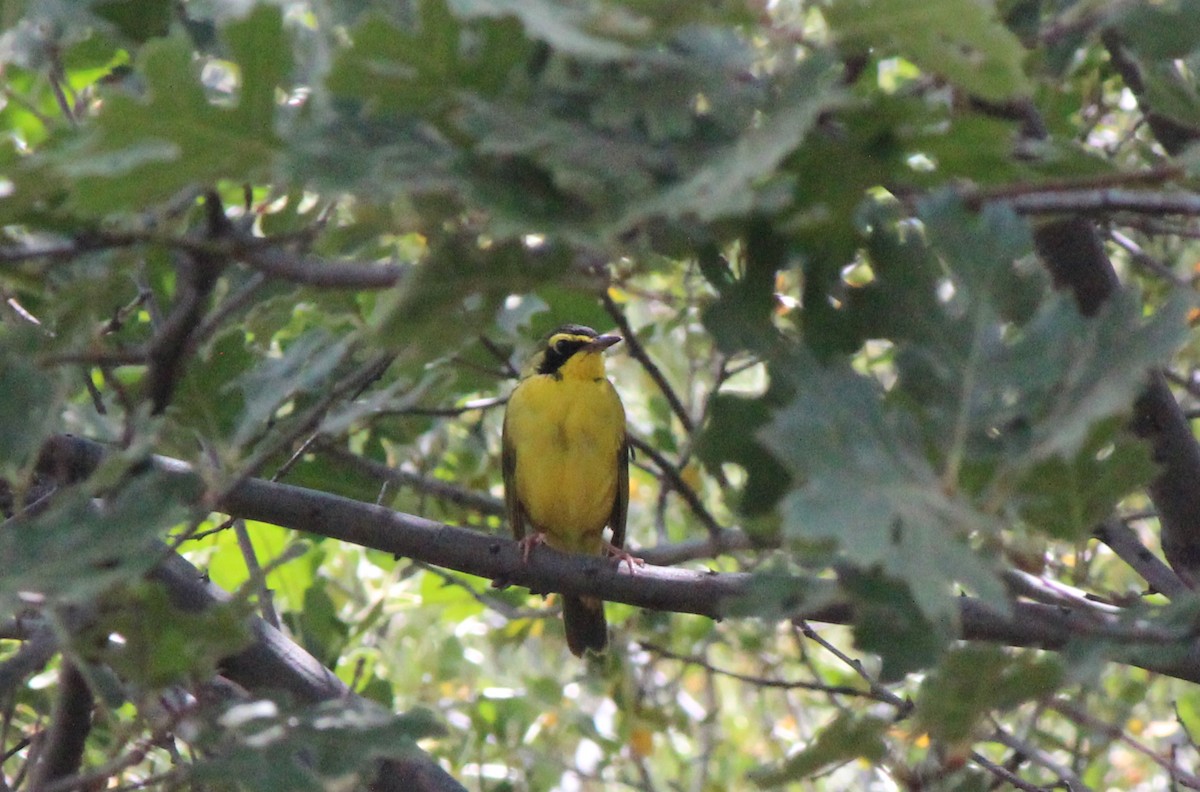 Kentucky Warbler - ML585372431