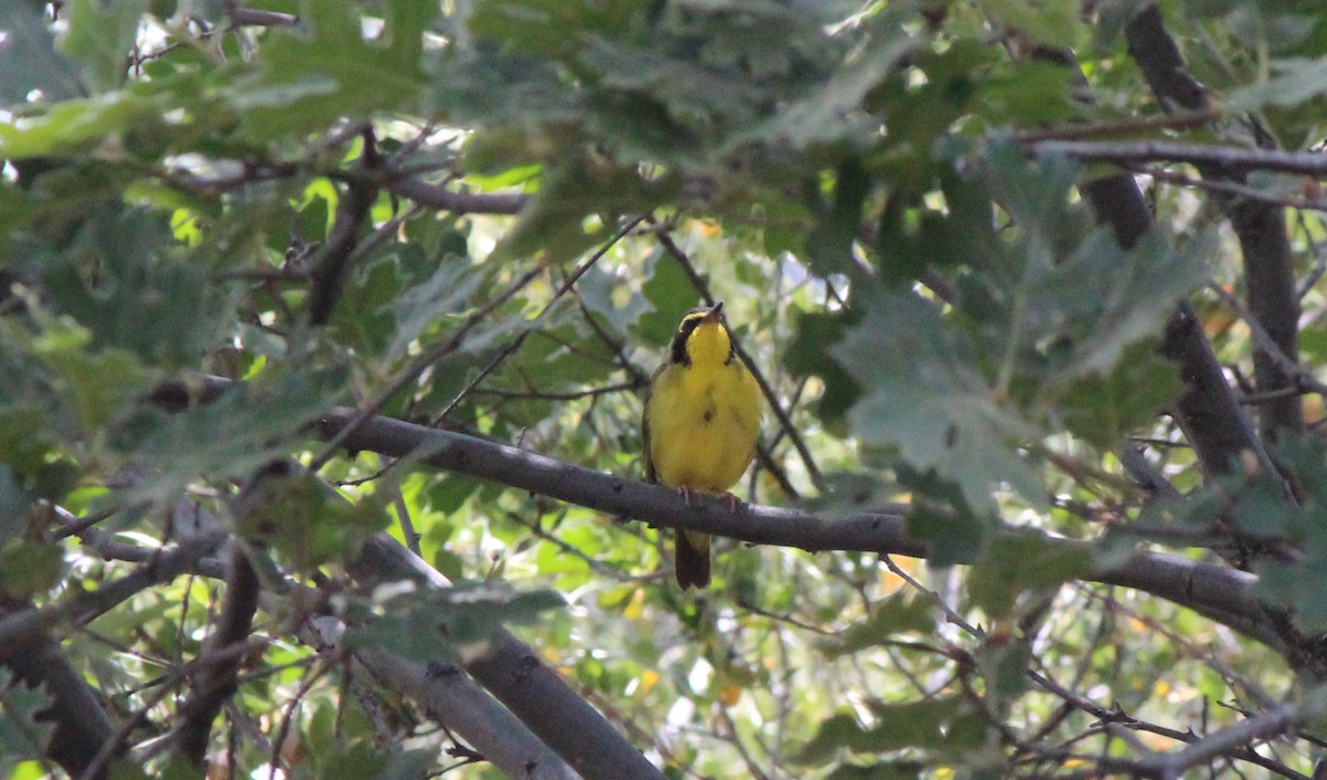 Kentucky Warbler - ML585372441