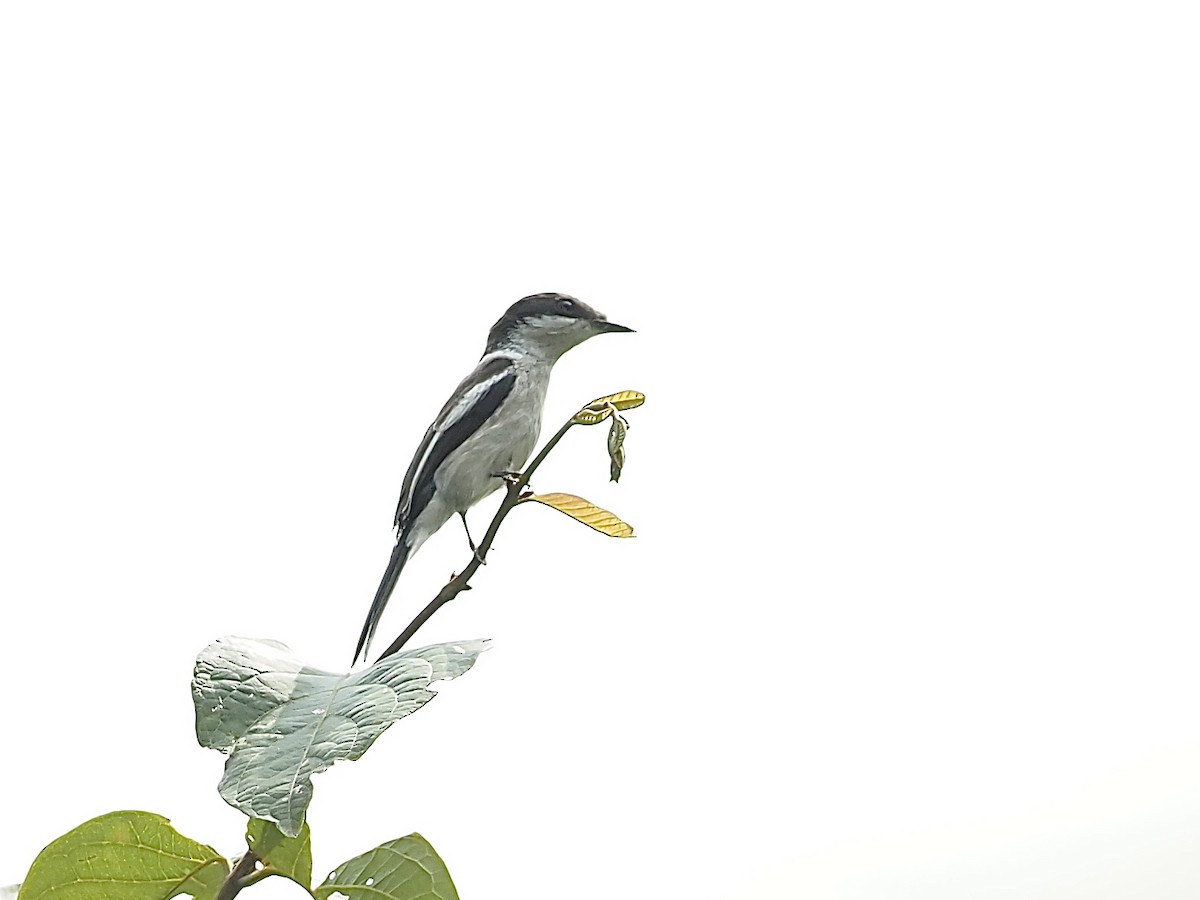 Bar-winged Flycatcher-shrike - ML585372611