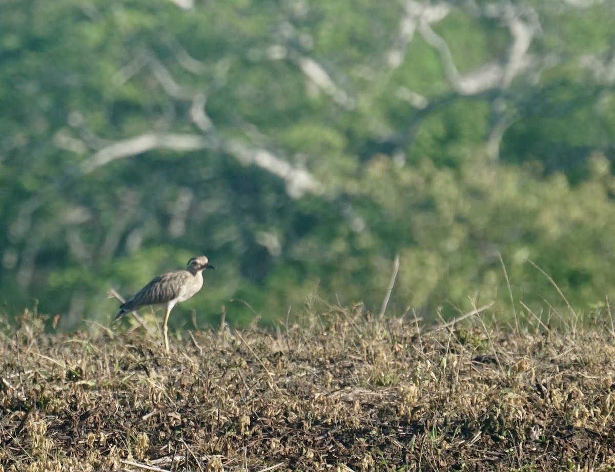 Double-striped Thick-knee - tyler krul