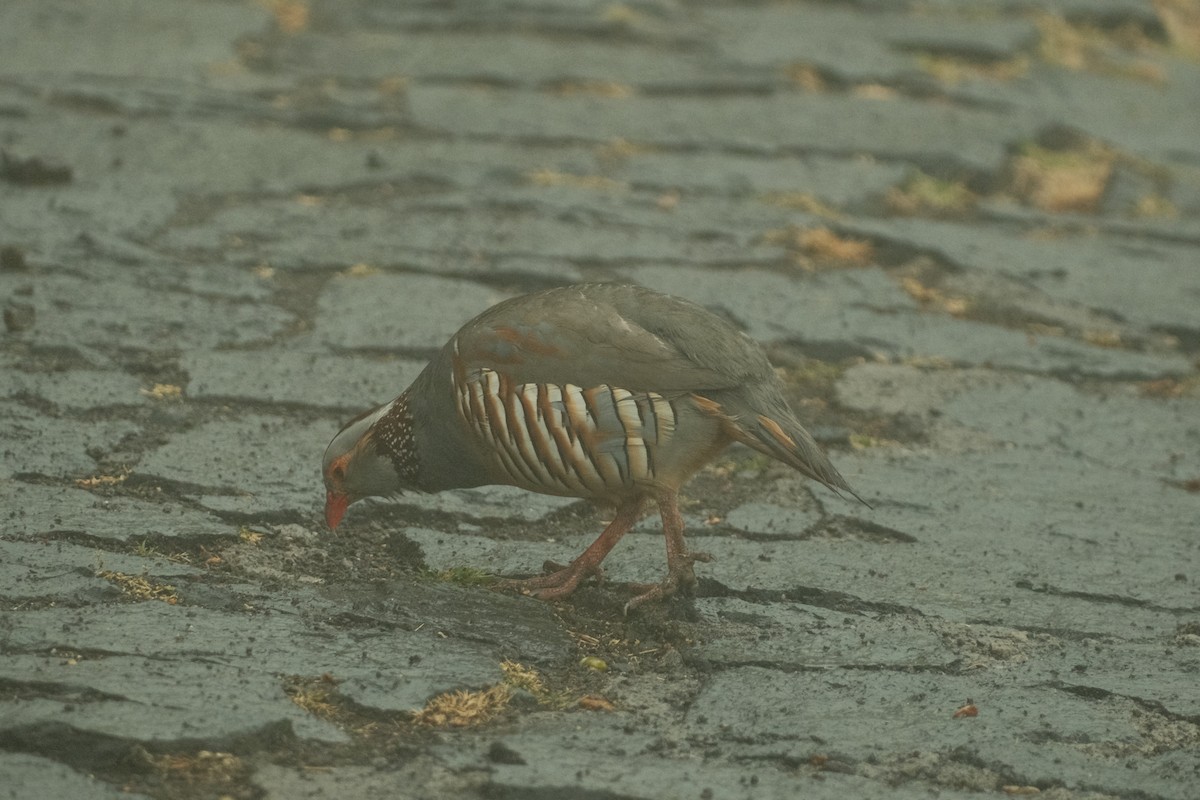 Barbary Partridge - ML585372861