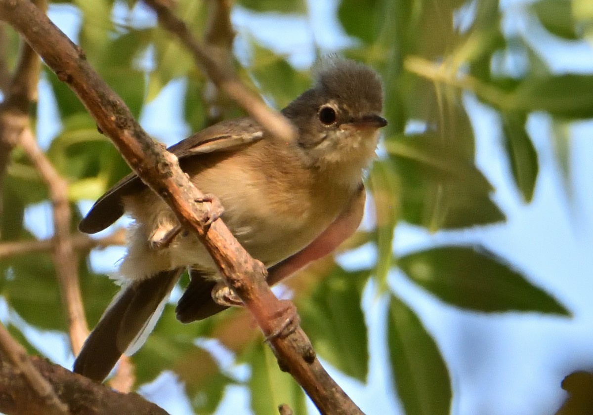 Western Subalpine Warbler - Mu Sano