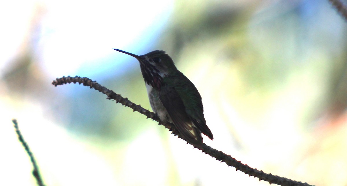 Calliope Hummingbird - ML585374301