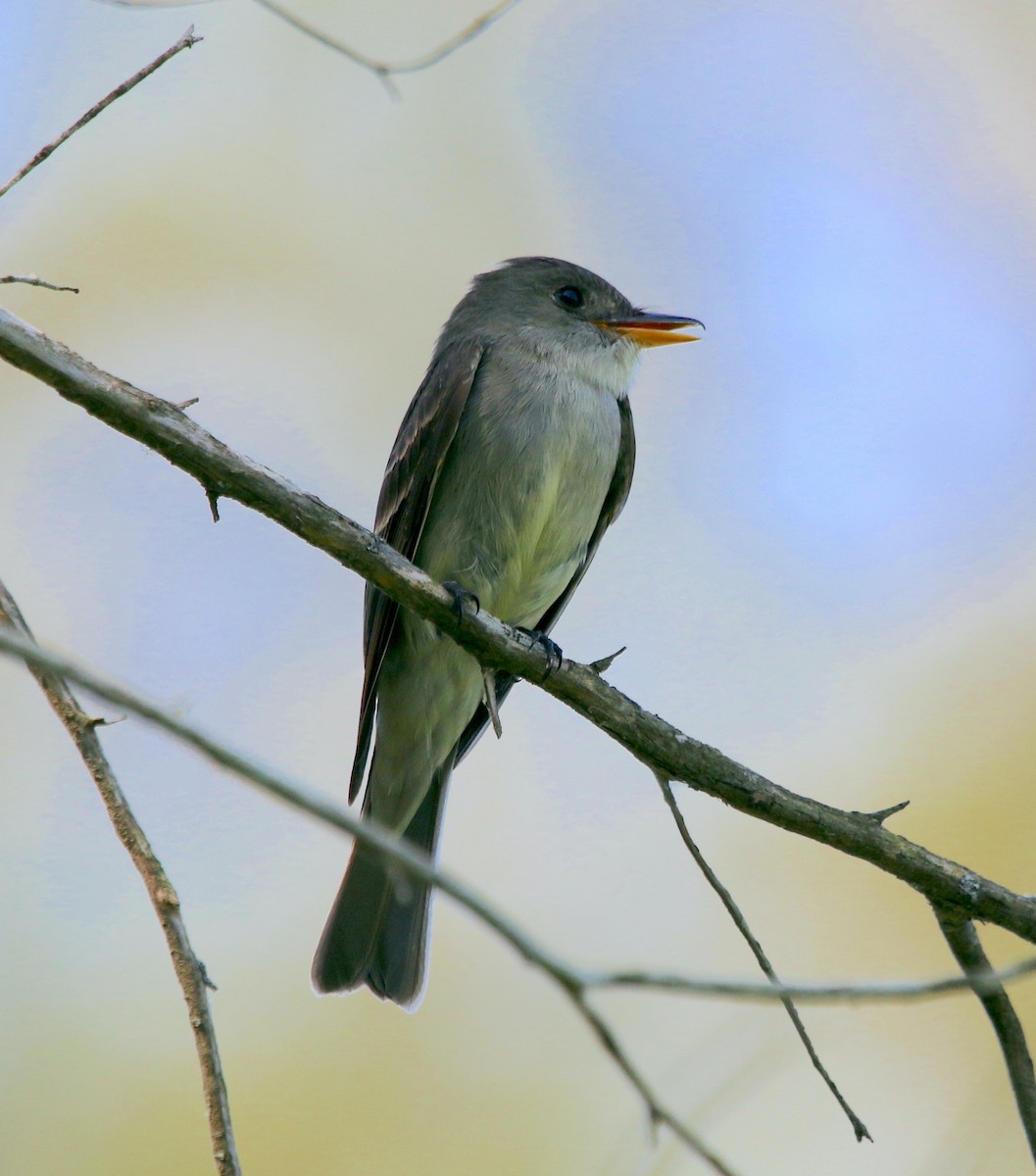 Eastern Wood-Pewee - Lori White