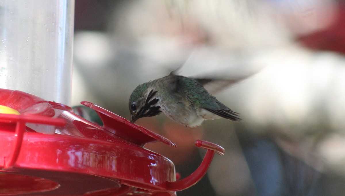 Calliope Hummingbird - ML585374501