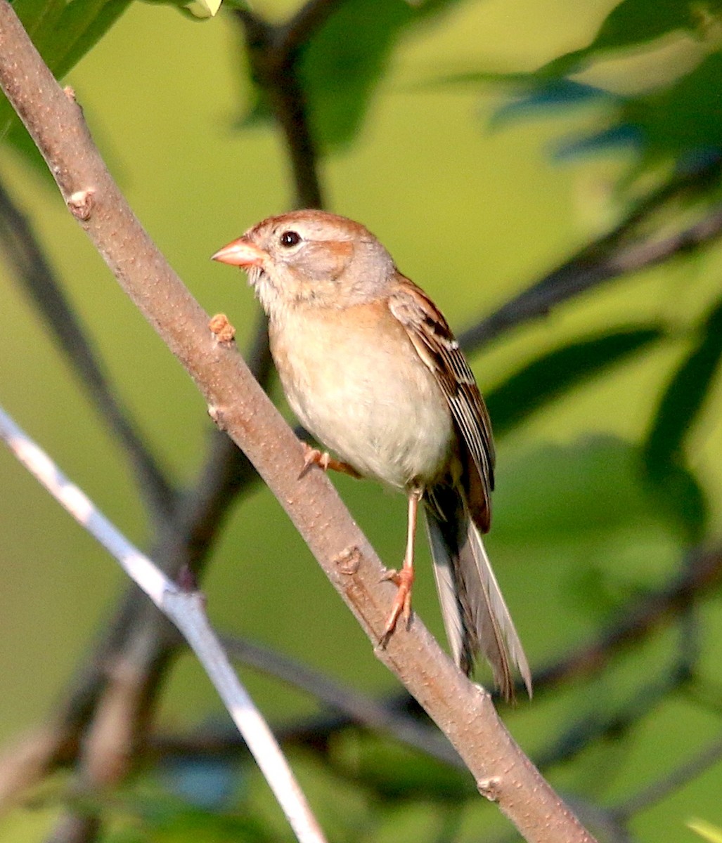 Field Sparrow - ML585374531