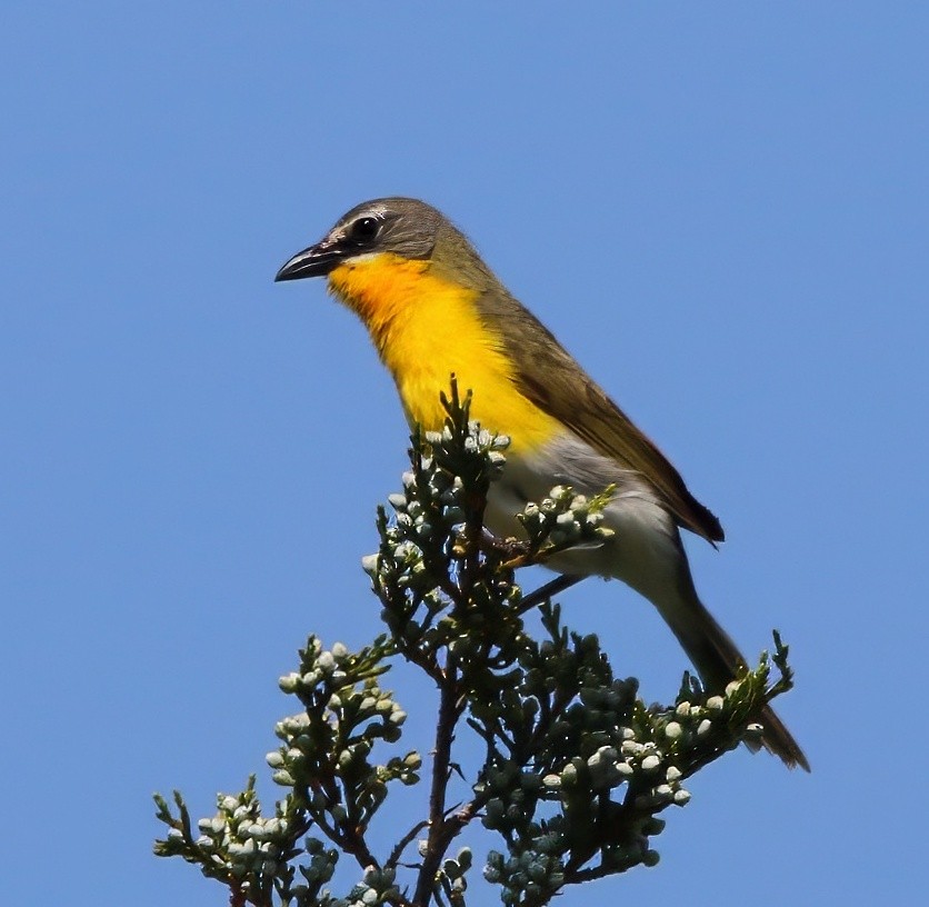 Yellow-breasted Chat - ML585374611