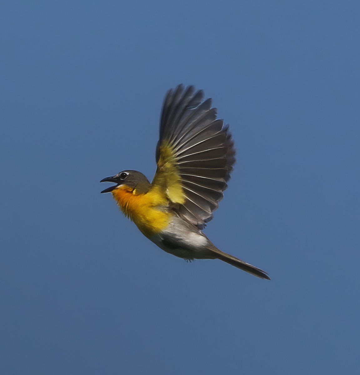 Yellow-breasted Chat - ML585374651