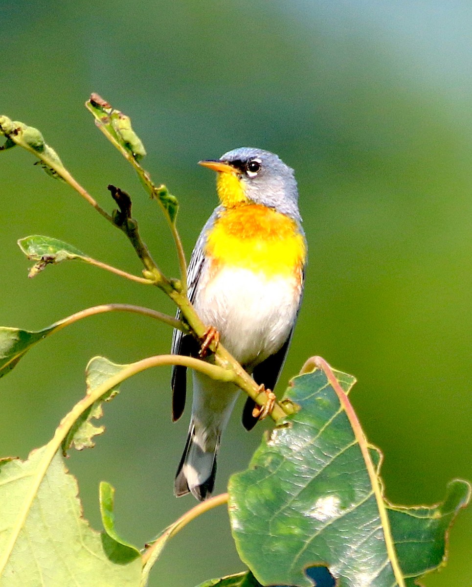 Northern Parula - ML585374731