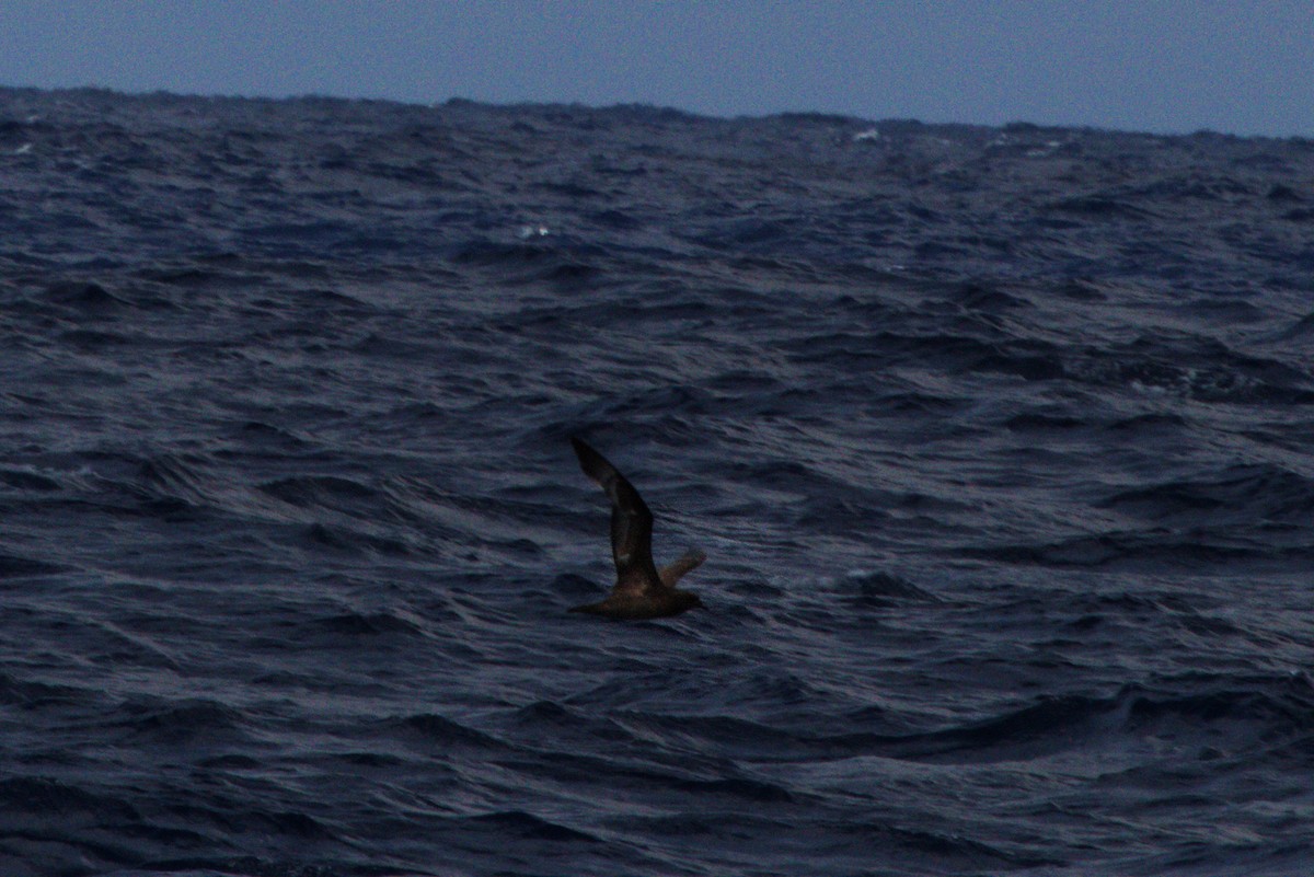 Trindade Petrel - Chad Witko