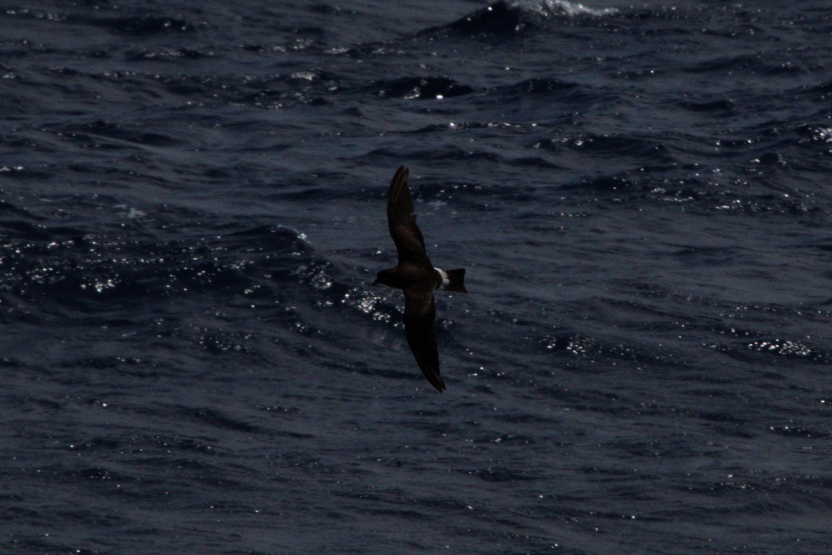 Band-rumped Storm-Petrel (Grant's) - ML585375701