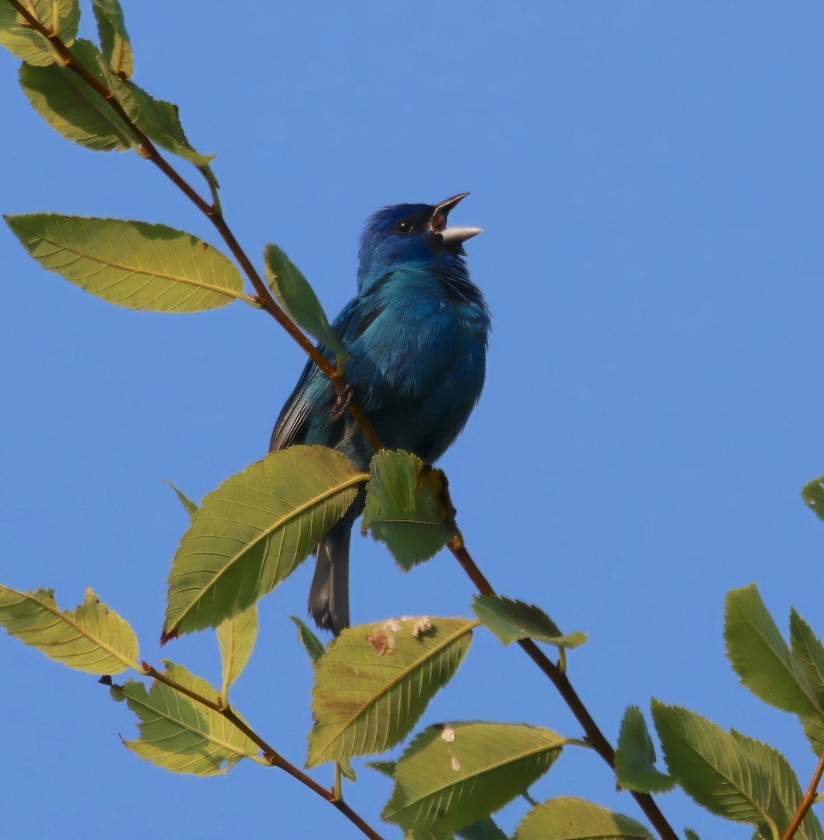 Indigo Bunting - ML585376011