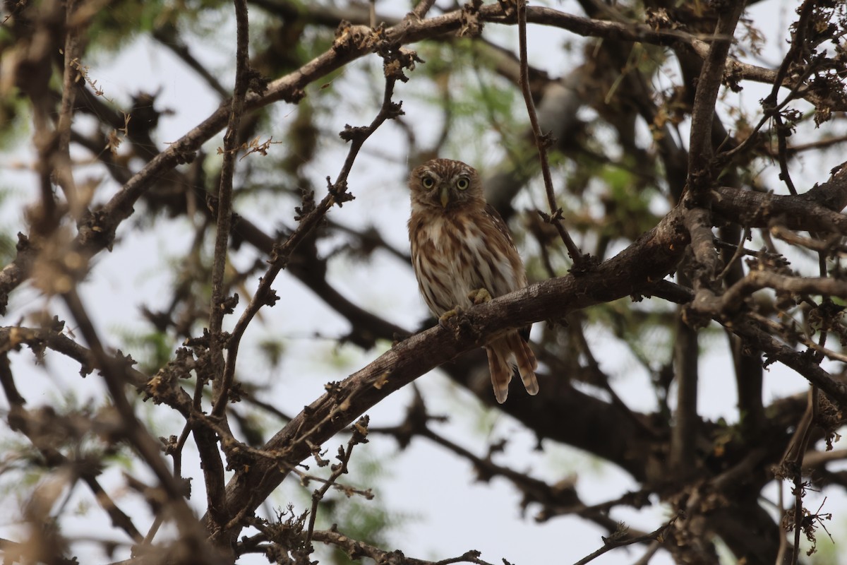 Peruvian Pygmy-Owl - Jorge Alcalá