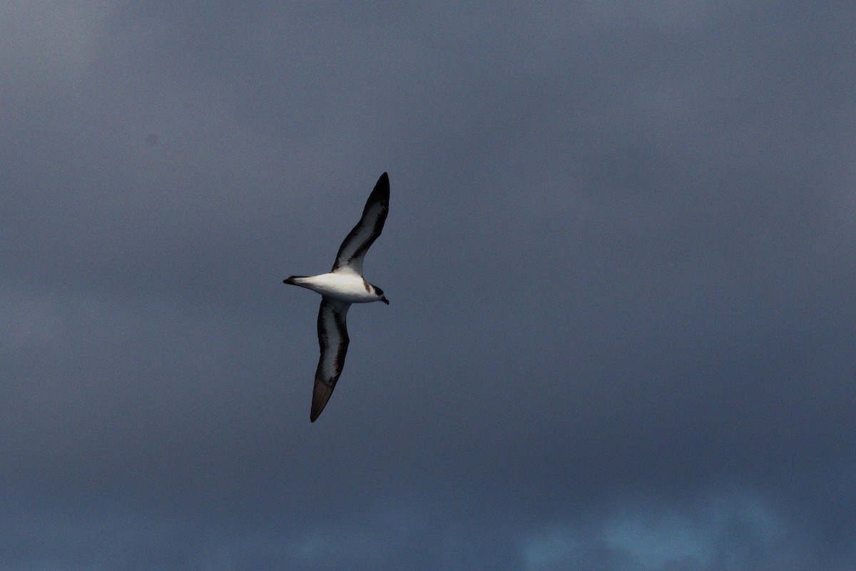 Black-capped Petrel - ML585378221