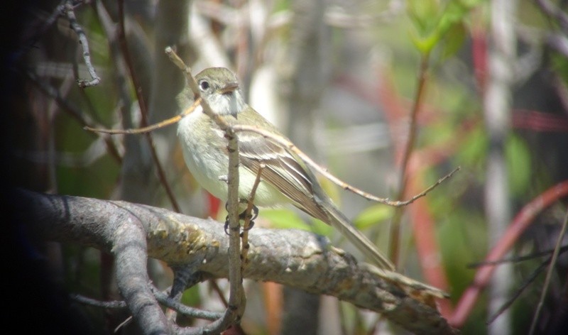 Alder Flycatcher - ML58537851