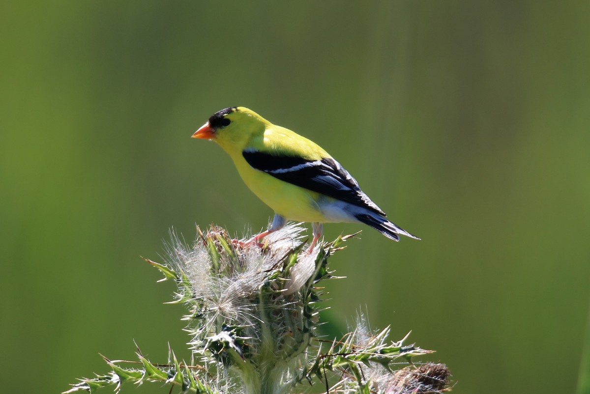 American Goldfinch - Steve Myers