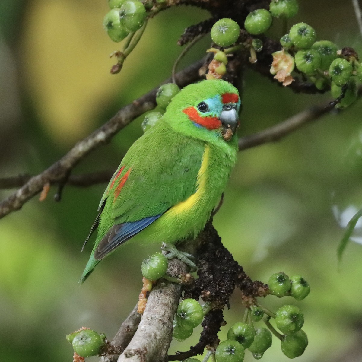 Double-eyed Fig-Parrot - ML585378891