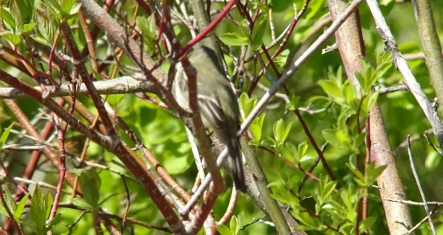 Alder Flycatcher - Paolo Matteucci