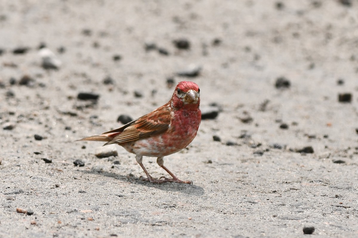 Purple Finch - ML585379051