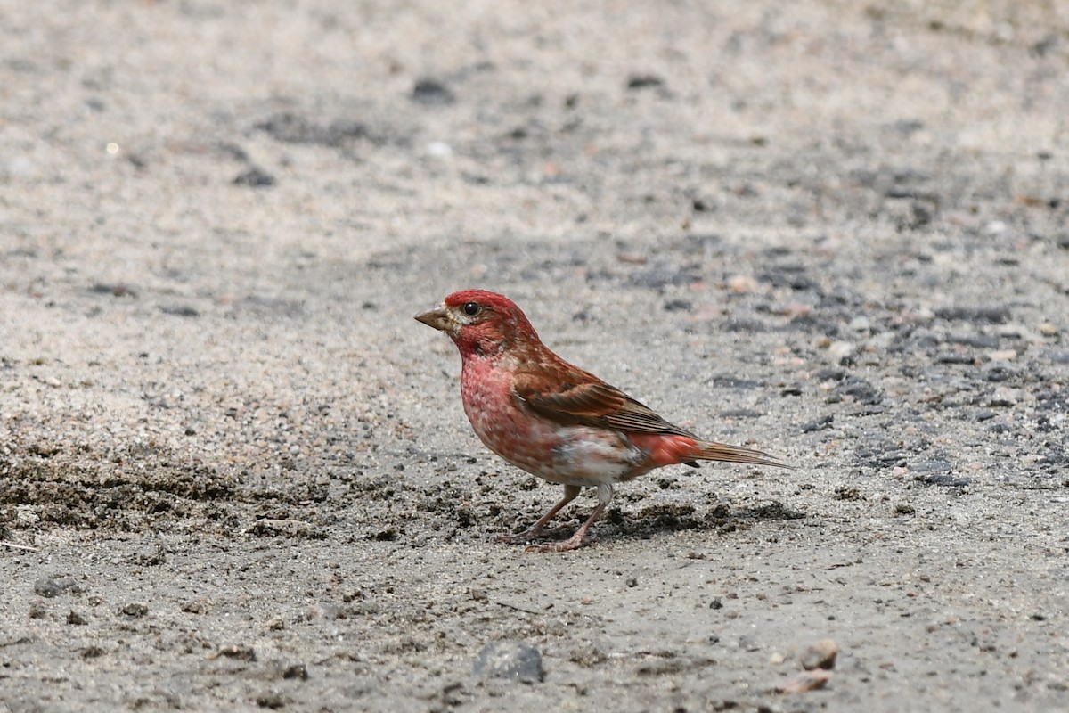 Purple Finch - ML585379061