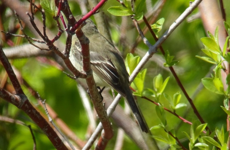 Alder Flycatcher - ML58537971