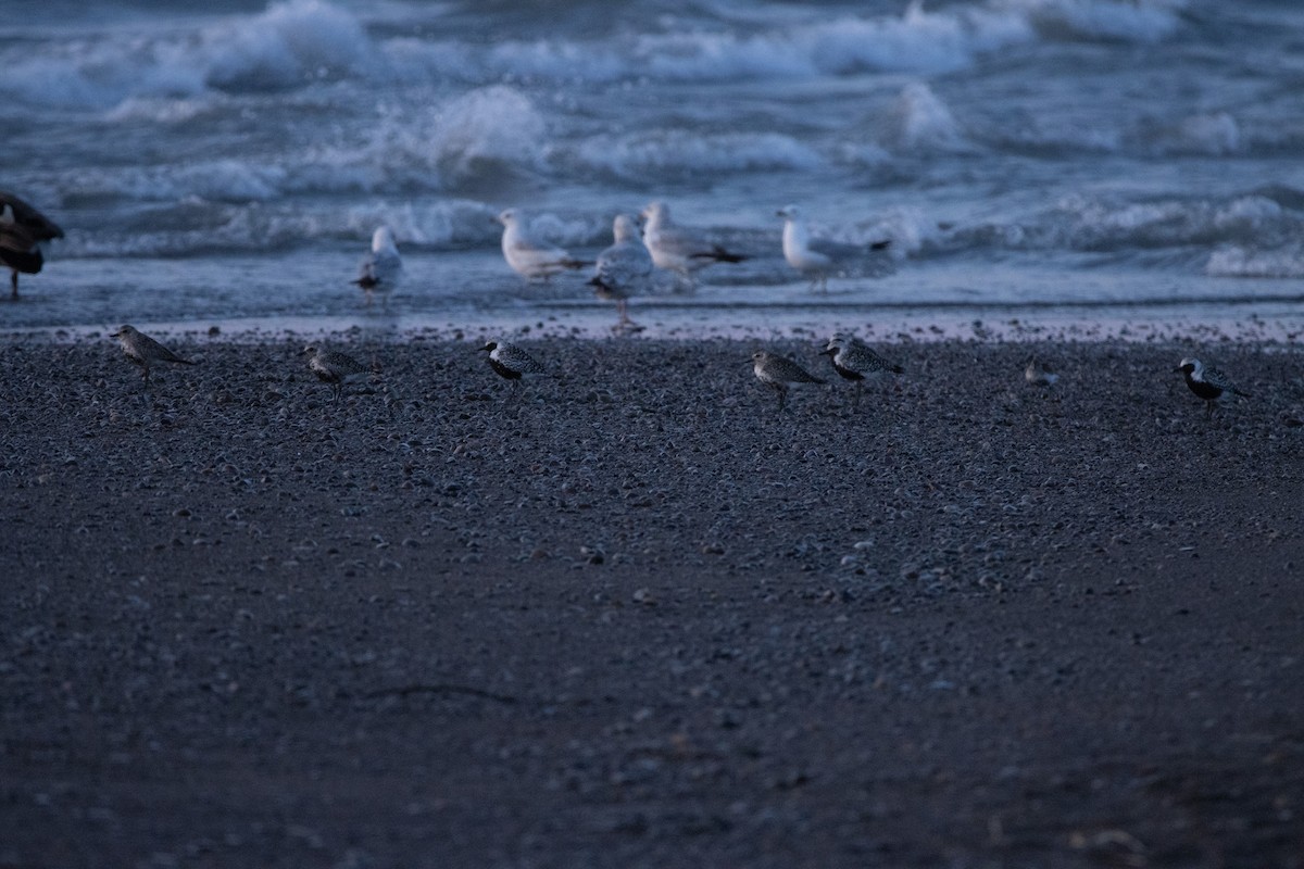 Black-bellied Plover - ML585380311