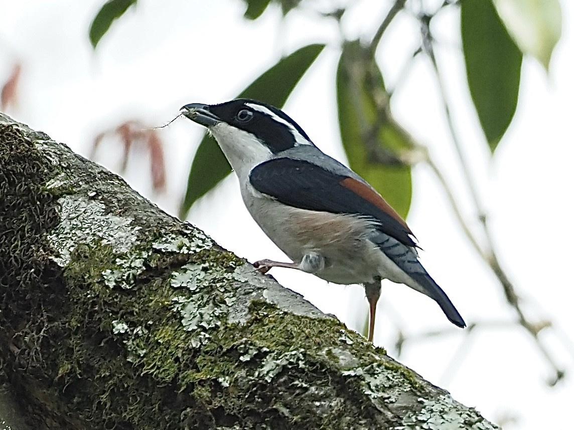 White-browed Shrike-Babbler (Chestnut-winged) - ML585380351