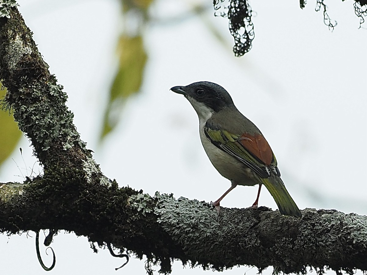 White-browed Shrike-Babbler (Chestnut-winged) - ML585380361