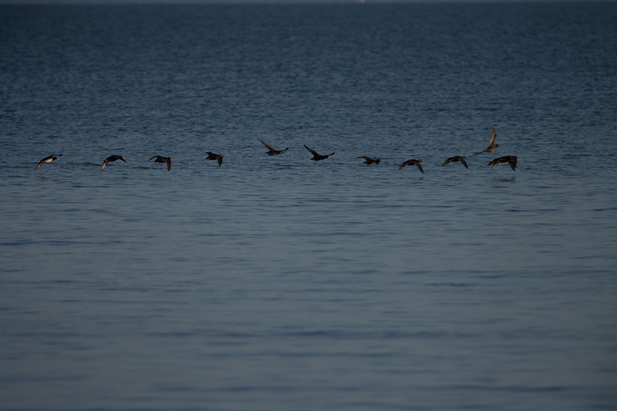 Surf Scoter - ML585380381