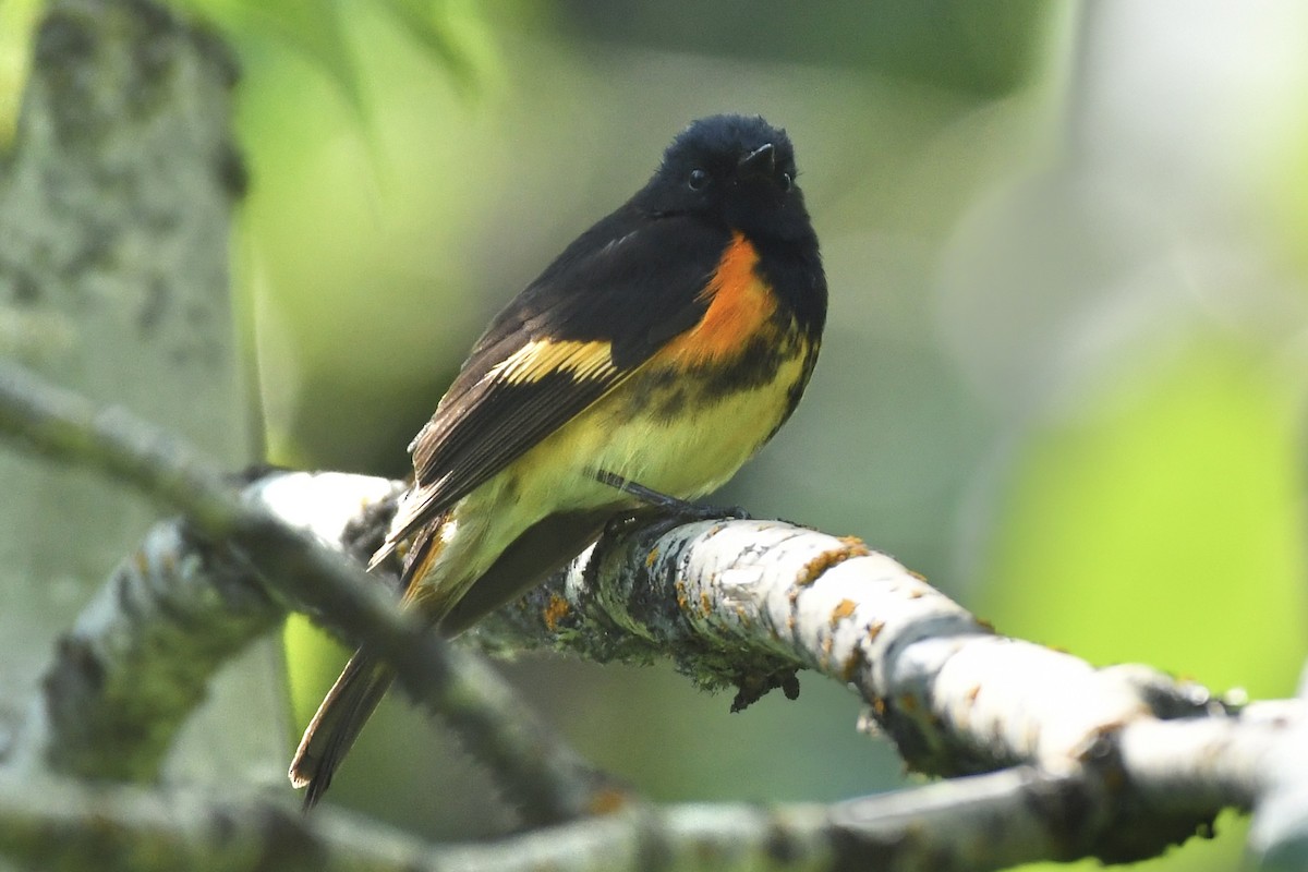 American Redstart - ML585380501