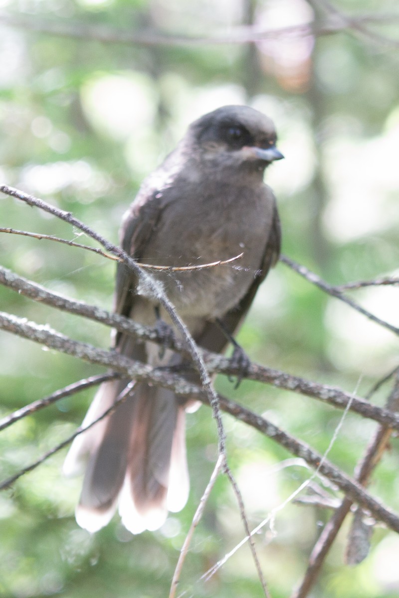 Canada Jay - David Robichaud