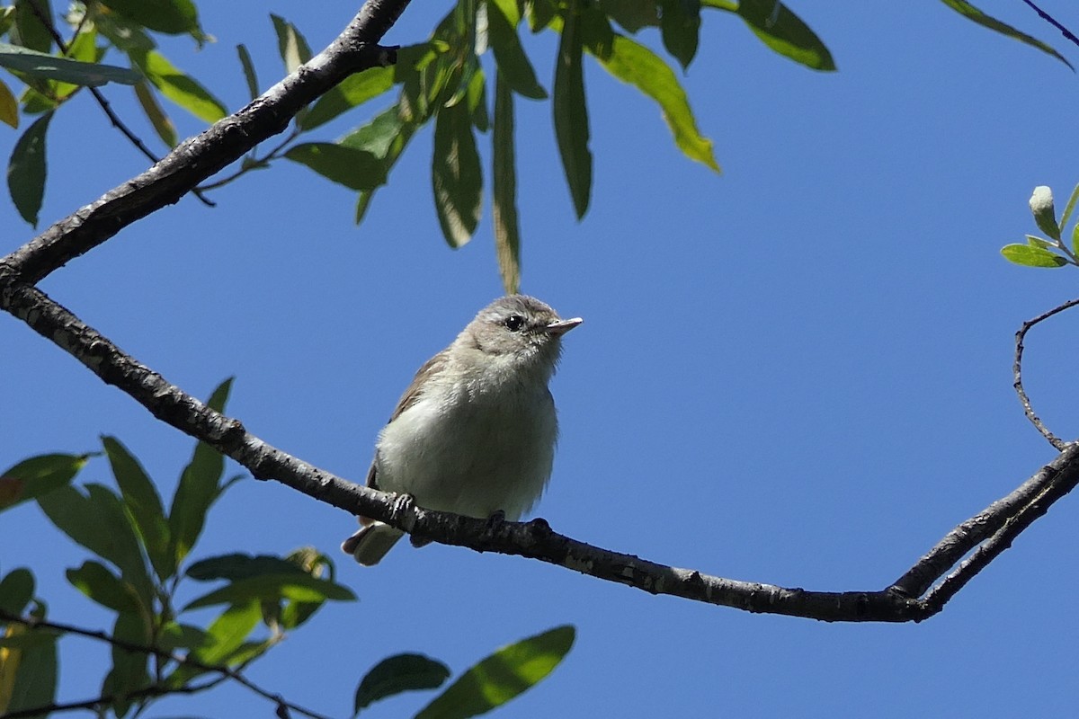 Warbling Vireo - Catherine Burgess