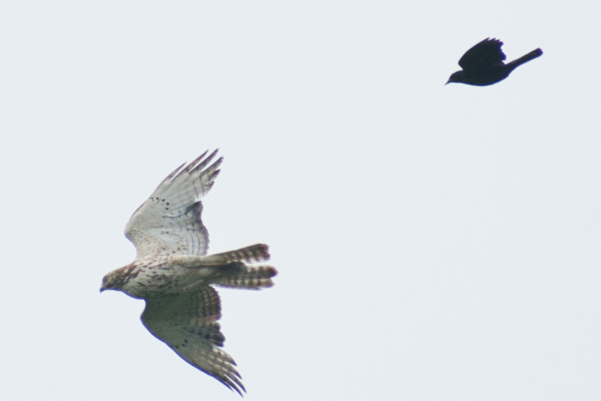 Broad-winged Hawk (Northern) - Catherine Dick