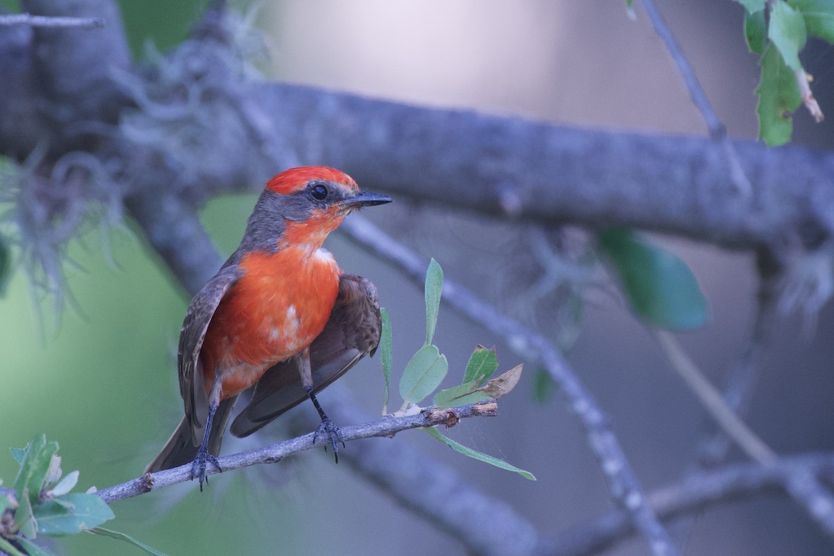 Vermilion Flycatcher - Jesse Haaf