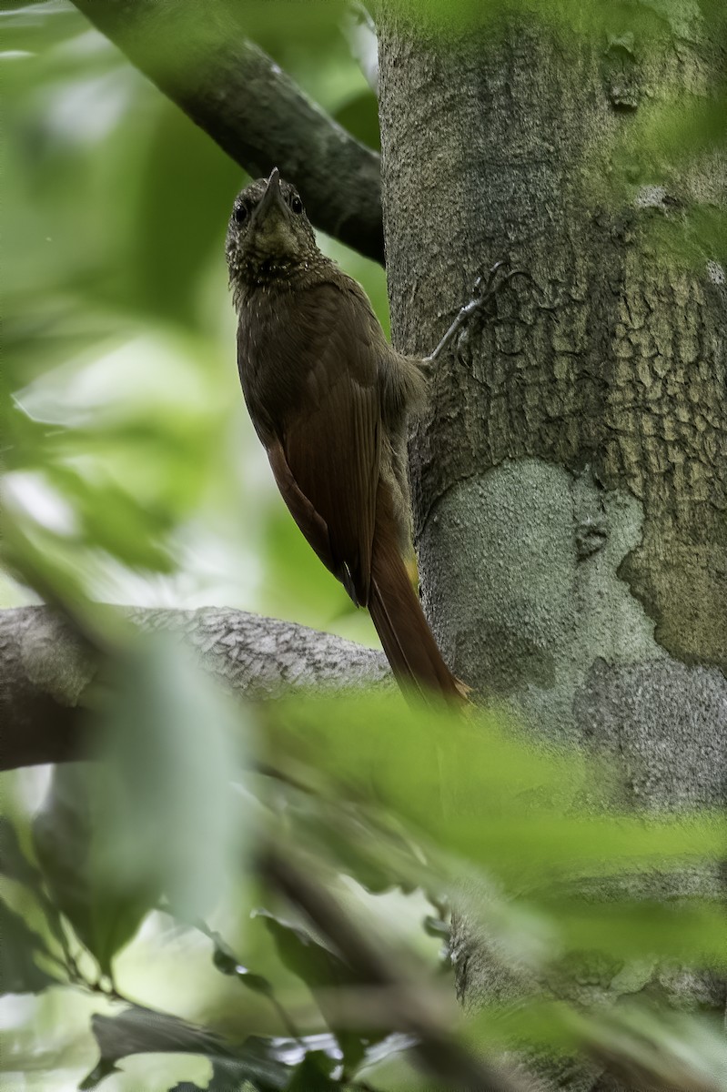 Amazonian Barred-Woodcreeper (Plain-colored) - ML585383781