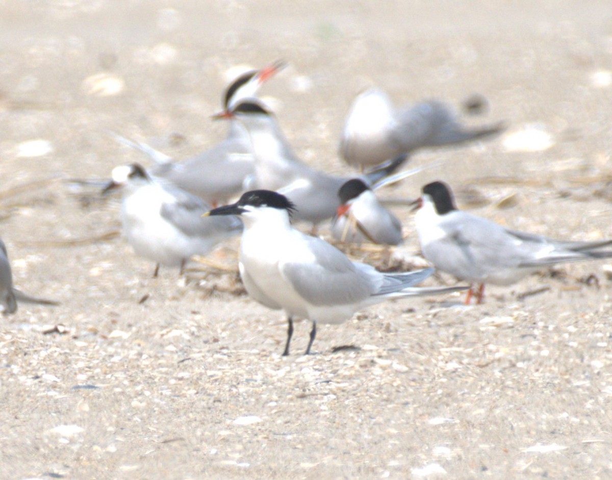 Sandwich Tern - ML585383891