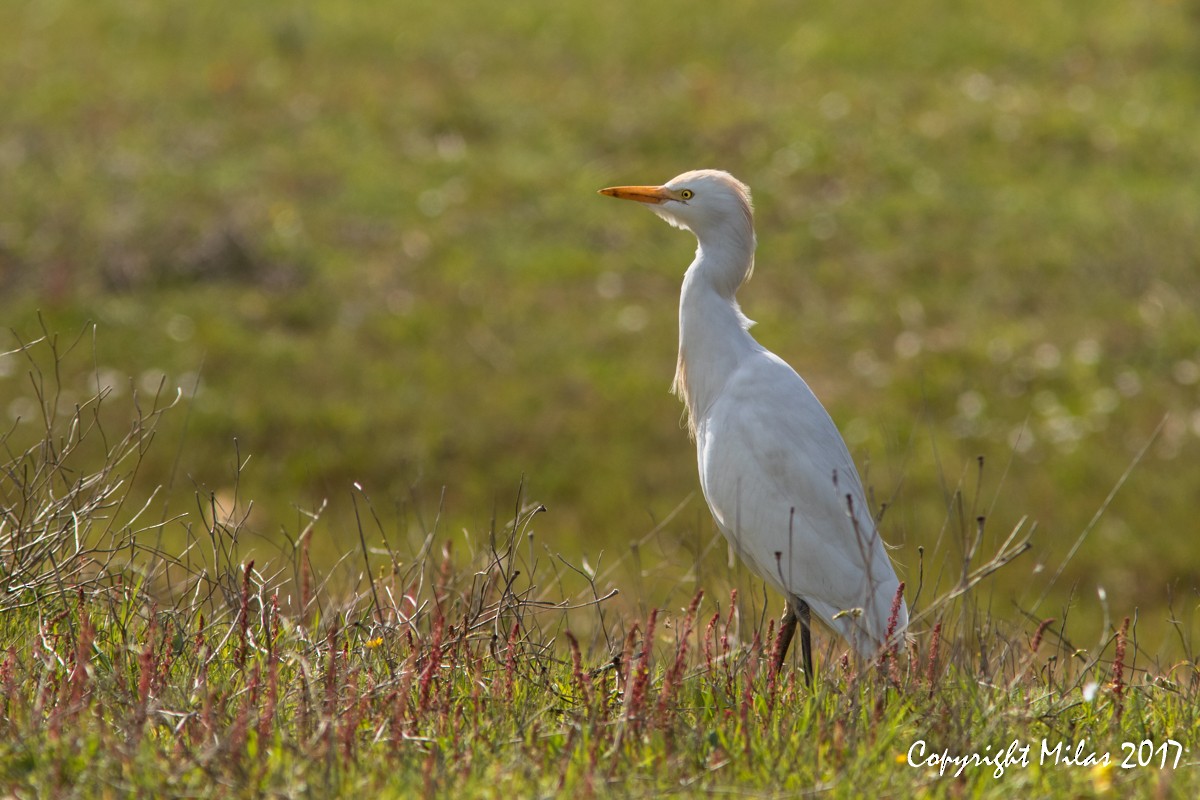 Western Cattle Egret - ML58538401