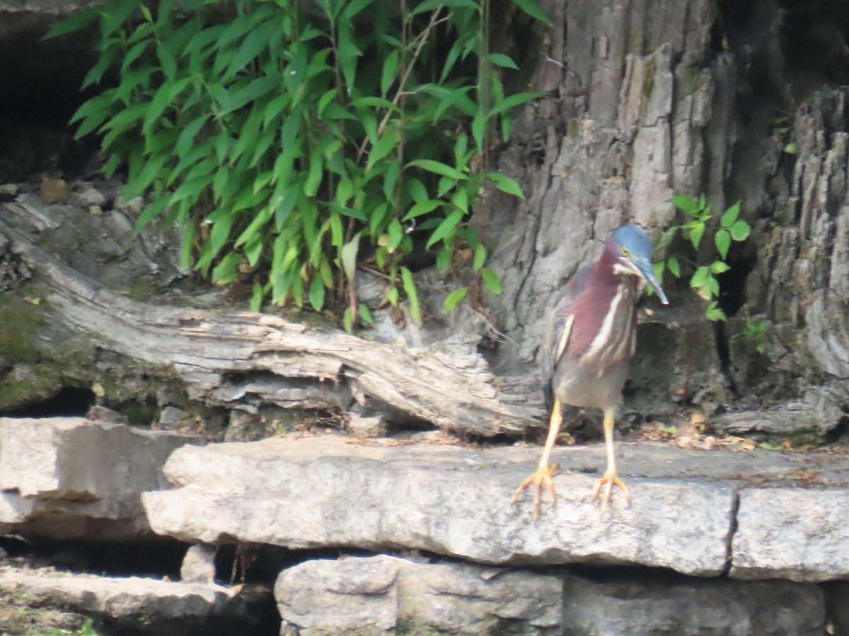 Green Heron - ML585384071