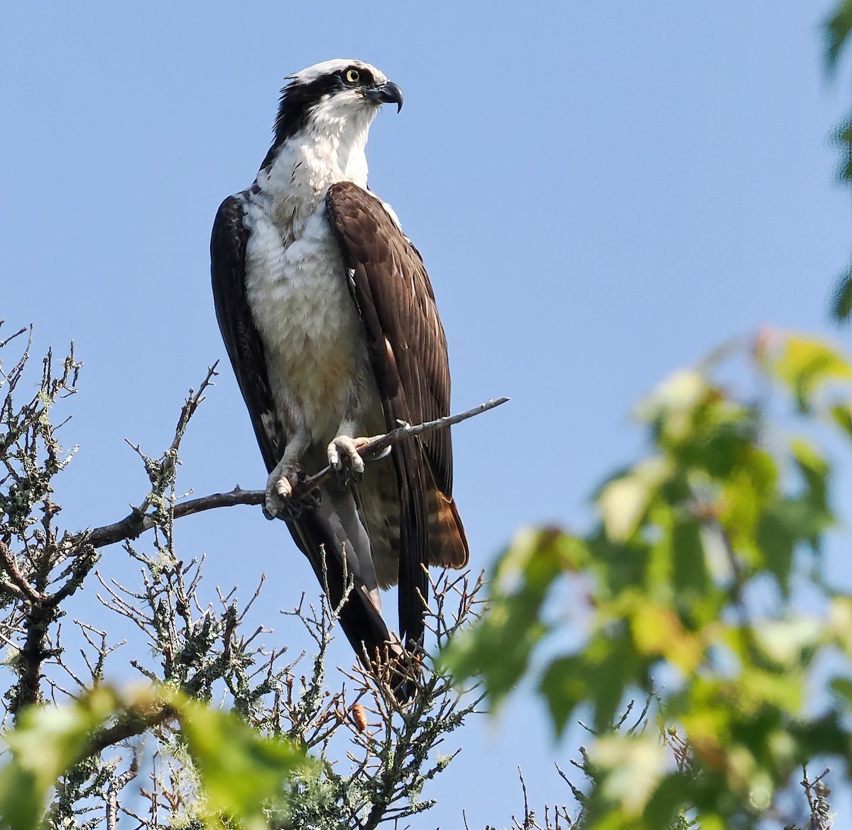 Osprey - Ken Winkler