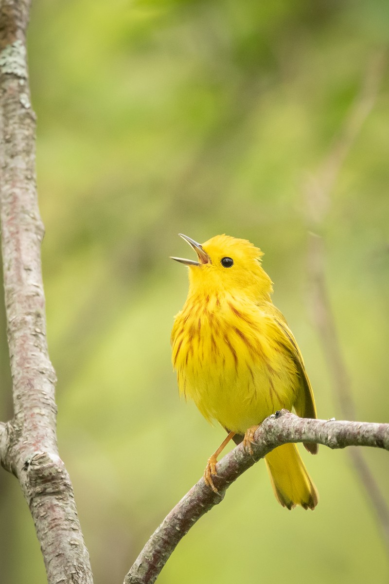 Paruline jaune - ML585384131