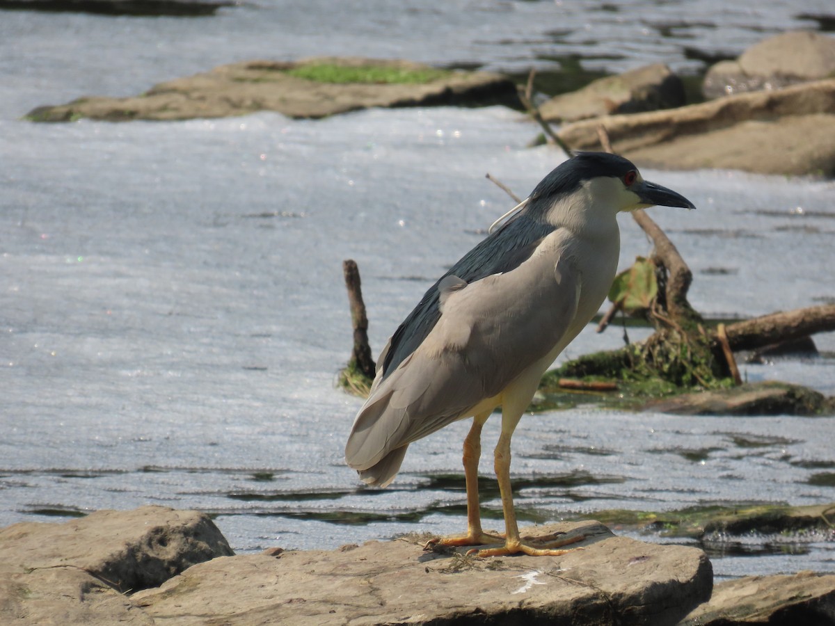 Black-crowned Night Heron - ML585384191