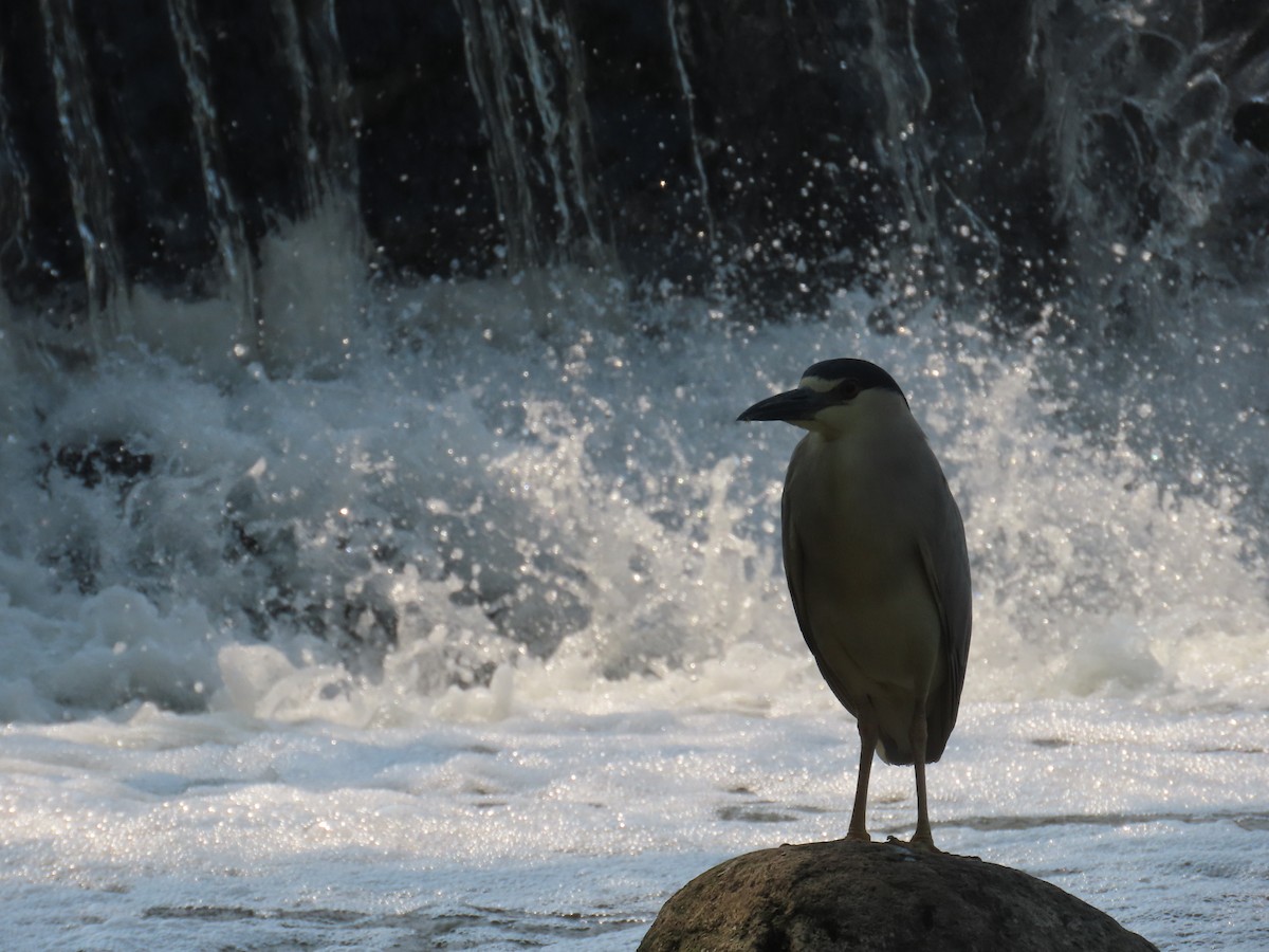 Black-crowned Night Heron - ML585384221