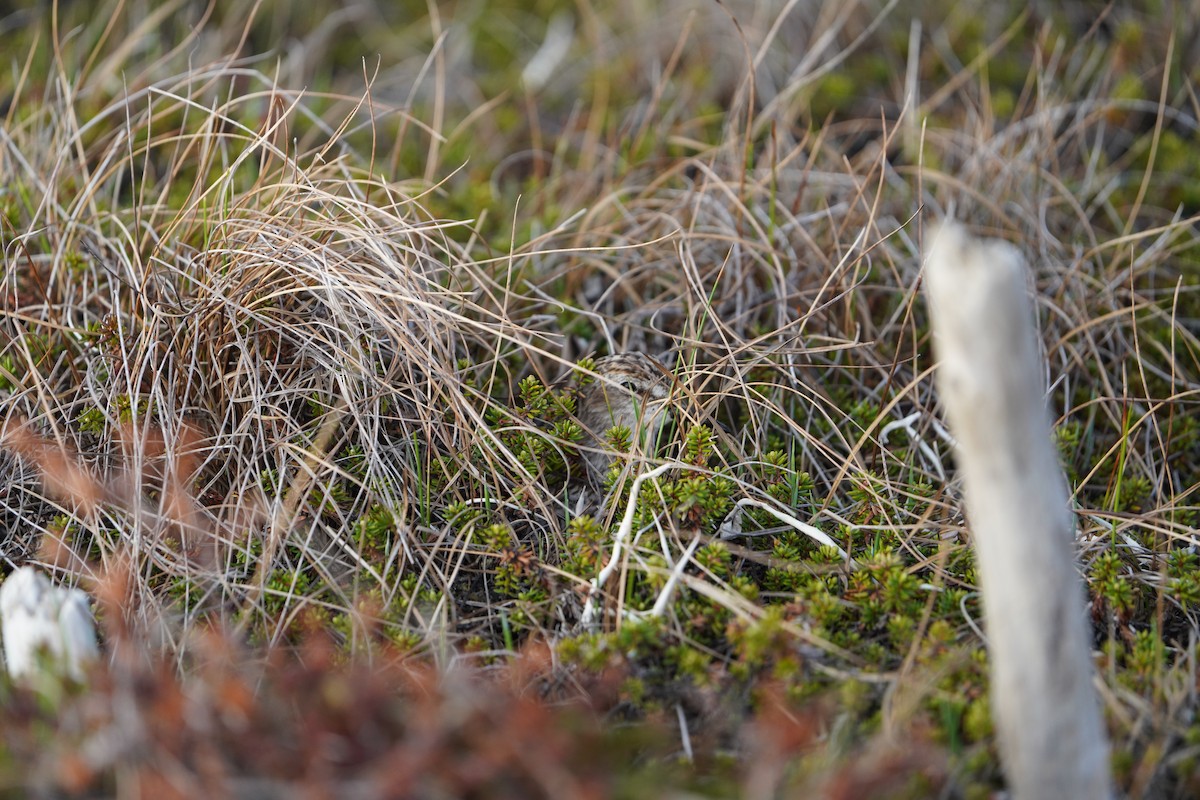 Semipalmated Sandpiper - ML585384511