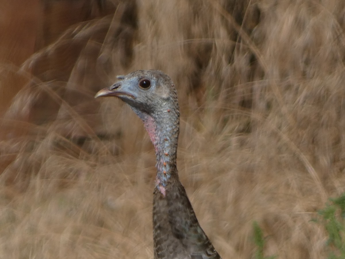 Wild Turkey - Garry Hayes