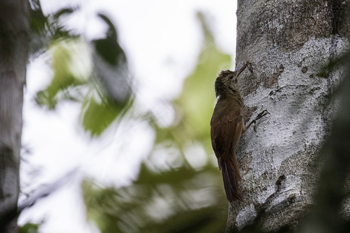 Black-banded Woodcreeper - ML585385441